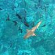 25- Requin pointe noire et banc de chirurgiens derriere le bateau 